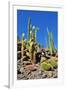 Cactus Garden-Oleg Znamenskiy-Framed Photographic Print