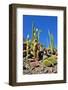 Cactus Garden-Oleg Znamenskiy-Framed Photographic Print