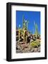 Cactus Garden-Oleg Znamenskiy-Framed Photographic Print