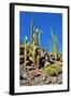 Cactus Garden-Oleg Znamenskiy-Framed Photographic Print