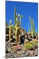 Cactus Garden-Oleg Znamenskiy-Mounted Photographic Print