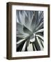 Cactus I-Jenny Kraft-Framed Giclee Print