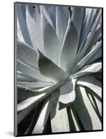Cactus I-Jenny Kraft-Mounted Giclee Print