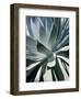 Cactus I-Jenny Kraft-Framed Art Print