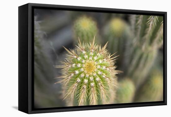 Cactus I-Karyn Millet-Framed Stretched Canvas