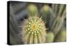 Cactus I-Karyn Millet-Stretched Canvas