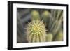 Cactus I-Karyn Millet-Framed Photographic Print