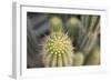 Cactus I-Karyn Millet-Framed Photographic Print