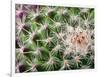 Cactus I-Janice Sullivan-Framed Giclee Print