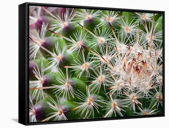 Cactus I-Janice Sullivan-Framed Stretched Canvas