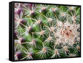 Cactus I-Janice Sullivan-Framed Stretched Canvas