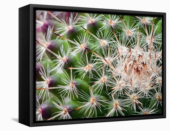 Cactus I-Janice Sullivan-Framed Stretched Canvas