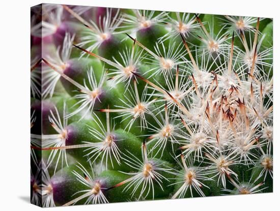 Cactus I-Janice Sullivan-Stretched Canvas