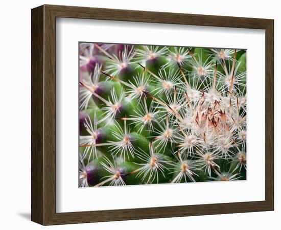 Cactus I-Janice Sullivan-Framed Giclee Print