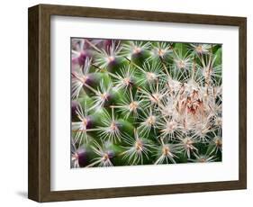 Cactus I-Janice Sullivan-Framed Giclee Print