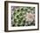 Cactus I-Janice Sullivan-Framed Giclee Print