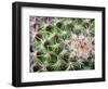 Cactus I-Janice Sullivan-Framed Giclee Print