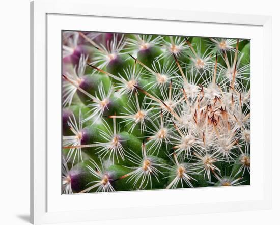 Cactus I-Janice Sullivan-Framed Giclee Print