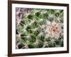 Cactus I-Janice Sullivan-Framed Giclee Print