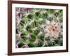 Cactus I-Janice Sullivan-Framed Giclee Print