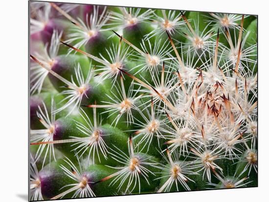 Cactus I-Janice Sullivan-Mounted Giclee Print