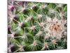 Cactus I-Janice Sullivan-Mounted Giclee Print