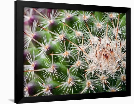 Cactus I-Janice Sullivan-Framed Giclee Print