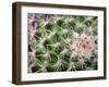 Cactus I-Janice Sullivan-Framed Giclee Print