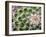 Cactus I-Janice Sullivan-Framed Giclee Print