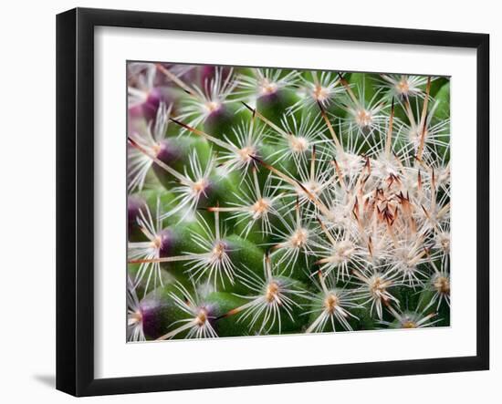 Cactus I-Janice Sullivan-Framed Giclee Print