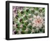 Cactus I-Janice Sullivan-Framed Giclee Print