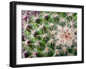 Cactus I-Janice Sullivan-Framed Giclee Print