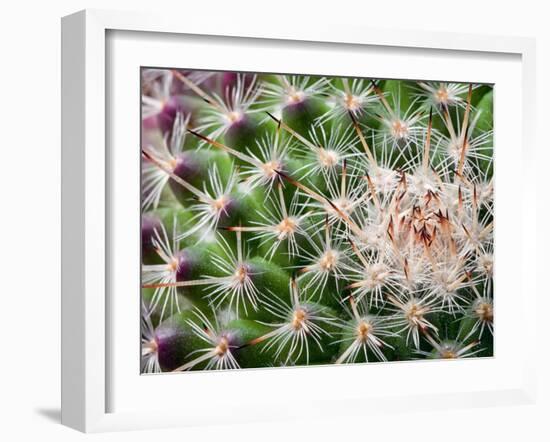 Cactus I-Janice Sullivan-Framed Giclee Print