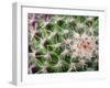 Cactus I-Janice Sullivan-Framed Giclee Print