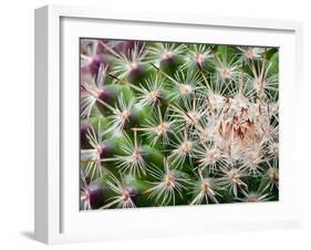 Cactus I-Janice Sullivan-Framed Giclee Print