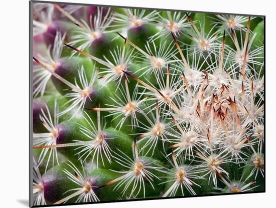 Cactus I-Janice Sullivan-Mounted Giclee Print