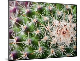 Cactus I-Janice Sullivan-Mounted Giclee Print