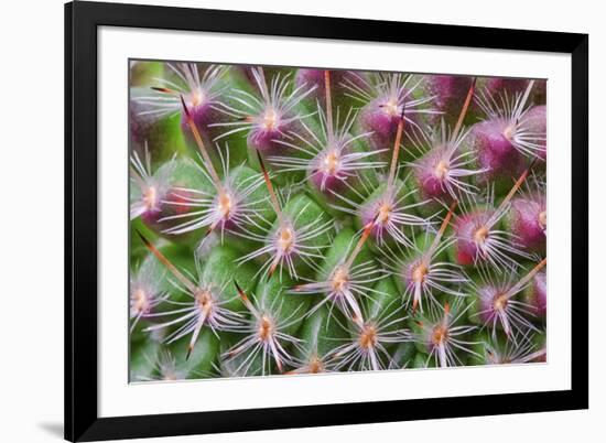 Cactus II-Janice Sullivan-Framed Giclee Print