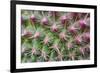 Cactus II-Janice Sullivan-Framed Giclee Print