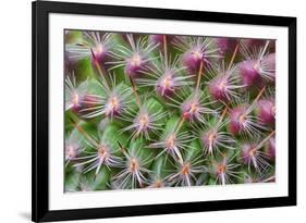 Cactus II-Janice Sullivan-Framed Giclee Print