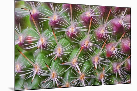 Cactus II-Janice Sullivan-Mounted Giclee Print