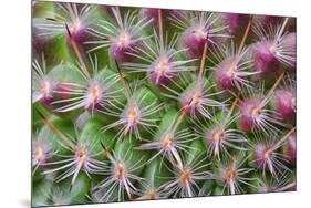 Cactus II-Janice Sullivan-Mounted Giclee Print