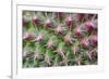 Cactus II-Janice Sullivan-Framed Premium Giclee Print