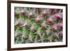 Cactus II-Janice Sullivan-Framed Premium Giclee Print