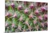 Cactus II-Janice Sullivan-Mounted Premium Giclee Print