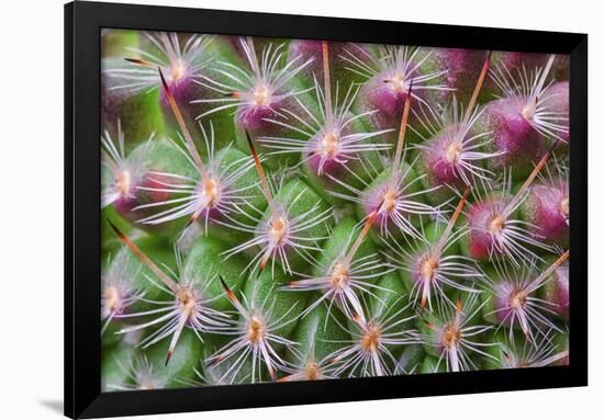 Cactus II-Janice Sullivan-Framed Premium Giclee Print