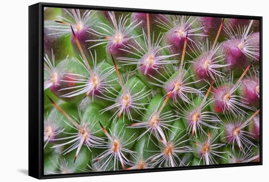 Cactus II-Janice Sullivan-Framed Stretched Canvas