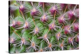 Cactus II-Janice Sullivan-Stretched Canvas