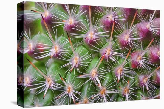 Cactus II-Janice Sullivan-Stretched Canvas