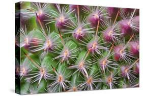 Cactus II-Janice Sullivan-Stretched Canvas